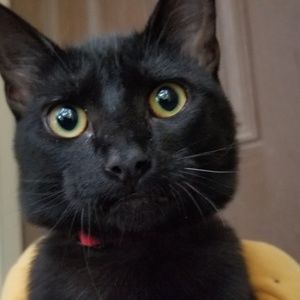 Meet your Posher, Trish